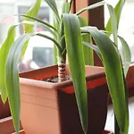 Melita 3*